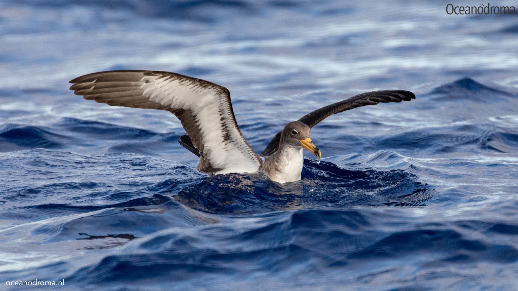 wbxeeg-cory-shearwater-calonectris-borealis